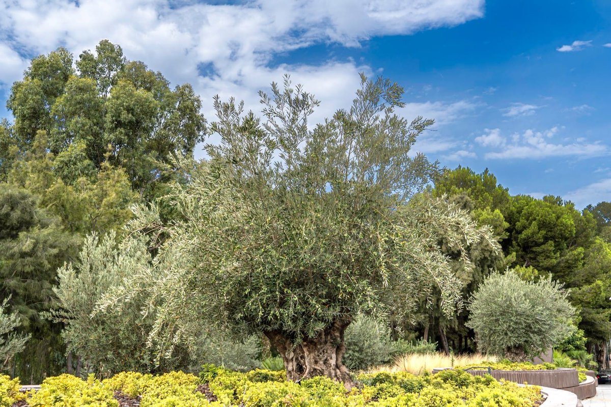 JardinesAlmeria's tweet photo. 🫒 No podemos evitarlo, el olivo es uno de nuestros árboles favoritos y por eso tampoco nos podemos resistir a compartir fotos de algunos de los que puedes ver en los #JardinesdeAlmería 🏰🌴.
#AyuntamientodeAlmería #ParquesyJardines #PlanBotania 🌿 https://t.co/TtZongE4WX