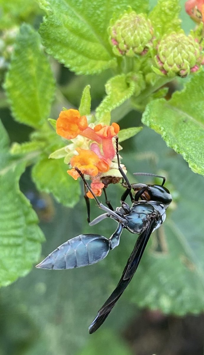 MIZAUCV's tweet photo. Avispa cachicamera, Synoeca sp., Hymenoptera, Vespidae, buscando néctar en flores de cariaquito, Lantana sp., Verbenaceae. Los cariaquitos son excelentes para muchos polinizadores. Sus frutos también son usados regularmente por aves.
Foto: Maracay, Aragua, Venezuela, 26/07/2023 https://t.co/2iLpC0jVkb