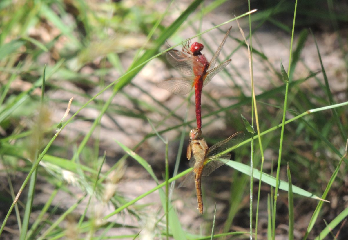 Deuxième retour du concours photos lancé en juin dernier 📸

Cette semaine la catégorie est insolite au bois des Rouchoux à Semblançay, on vous montre la photo qui remporte la premier prix de cette catégorie 👏

Nous avons reçu plusieurs photos, toutes si belles 🤗