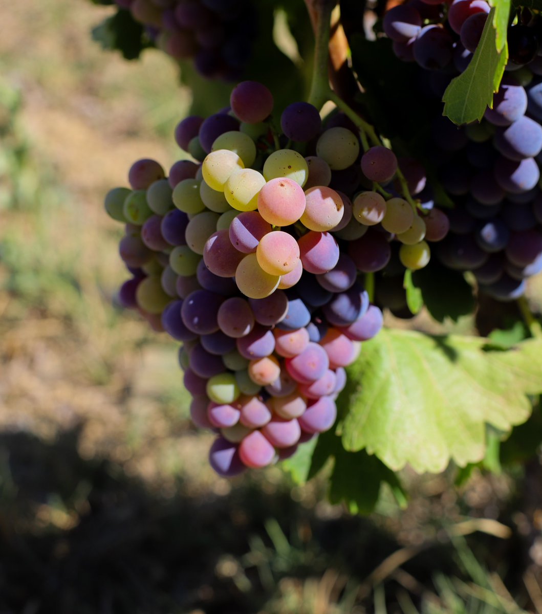 MasMartinet's tweet photo. AixĂ ens trobem les vinyes a Clos Martinet. #verema2023 #colors #masmartinet #closmartinet https://t.co/wb7clLjy6N