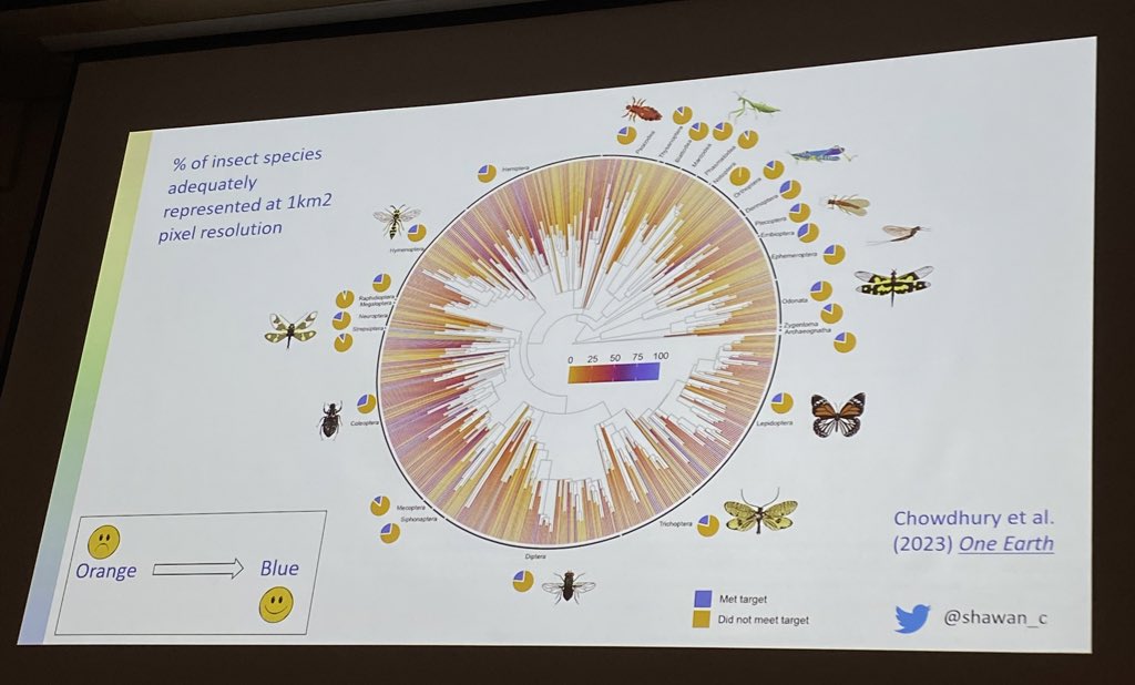 Tom Lloyd - Conservation Science (@tomlloydnature) on Twitter photo Awesome to see one of the hardest working scientists I know present his painstaking catalogue of work on #insectconservation & coverage in PAs <a href="/shawan_c/">Shawan Chowdhury (শাওন চৌধুরী)</a>
Spolier: only ~25% adequately represented, but large taxonomic and spatial biases still need to be overcome, esp. in tropics Awesome to see one of the hardest working scientists I know present his painstaking catalogue of work on #insectconservation & coverage in PAs <a href="/shawan_c/">Shawan Chowdhury (শাওন চৌধুরী)</a>
Spolier: only ~25% adequately represented, but large taxonomic and spatial biases still need to be overcome, esp. in tropics