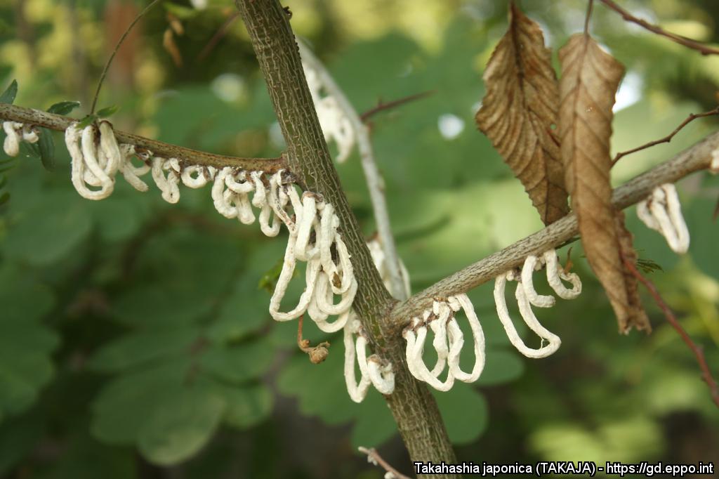 Plants_EFSA's tweet photo. The #PlantHealth Newsletter on #HorizonScanning for June 2023 is #AvailableNow! With the results of scientific and media sources retrieved by the #Medisys platform for 1-31 May.

🍅🐌🌳🍋🦠

at https://t.co/wfB16WmUbM

#Lissachatina #ToBRFV #Takahashia #Ceratocystis https://t.co/LNJkqZoeIS