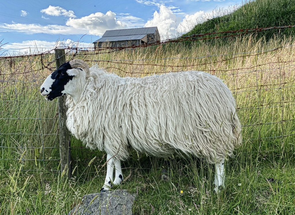 woolismybread's tweet image. Where there wool there is a way. Instead of complaining that my wool was worthless to the wool board. I created my own market for my wool. Now it has great worth. Creativity… Invention.. Time. Shepherdess wool products 🙏🐑❤️Thank you all for your support #wool #woolfarm