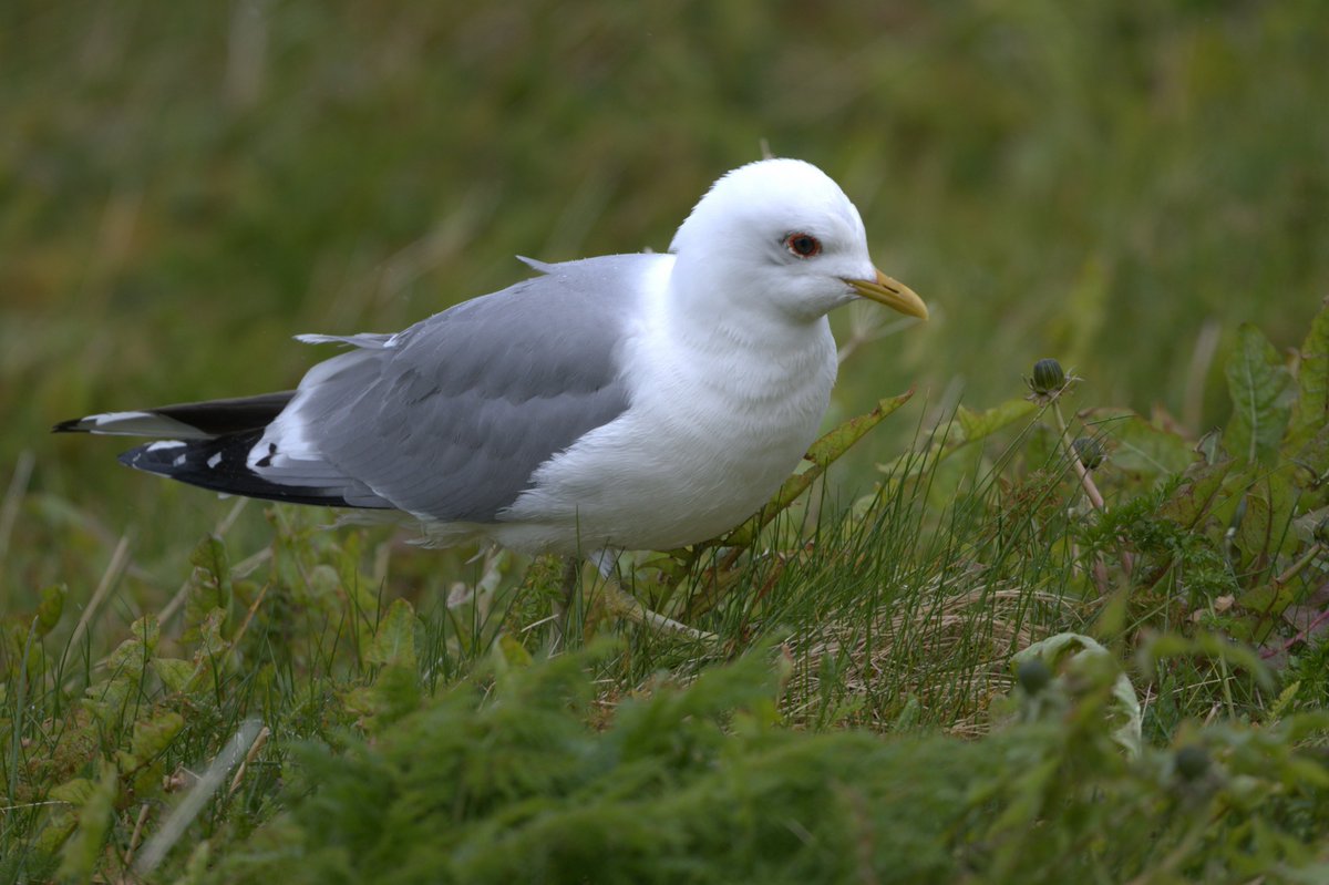 Med en voksende naturkrise og fallende bestander av måker og andre sjøfugler, skulle man kanskje tro at hatprat mot naturen rundt oss stilnet? Sommeren 2023 beviser at dette slettes ikke er tilfelle, snarere tvert imot. Og verst går det utover måkene.
birdlife.no/naturforvaltni…