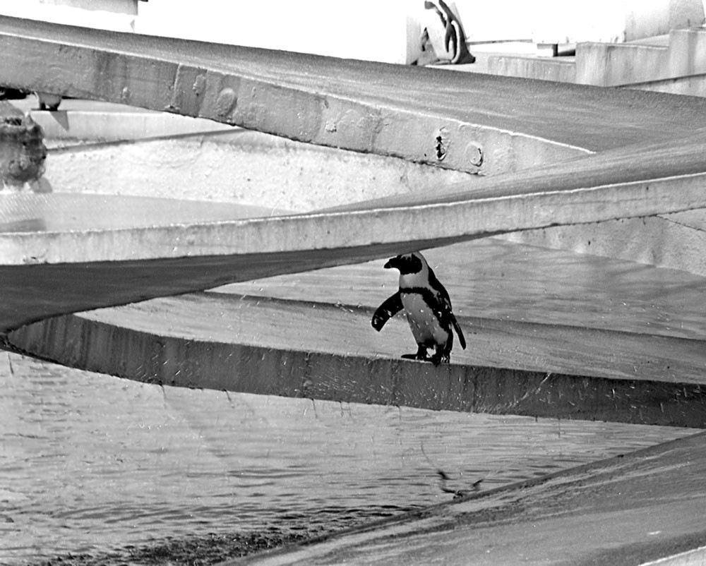 A look at the striking Lubetkin Penguin Pool at @zsllondonzoo 🐧

Designed by Berthold Lubetkin, the pool was both technically impressive and visually dramatic, designed to showcase the penguin’s behaviour to visitors.

📸 Janet Hall / RIBA Collections