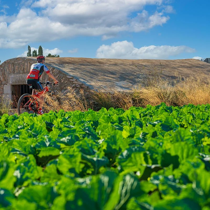 BenicarloTravel's tweet photo. 🚴♂️🚴♀️ Sabeu què són els #aljubs? Són dipòsits d’aigua, excavats sota terra patrimoni etnològic de #Benicarló i que daten del segle XIX. Us agradaria visitar-los? Us proposem aquesta ruta a peu o en bici de vora 25Km. 🚶♂️🚶♀️
Més info i mapa del sender➡️ https://t.co/55aetEmJWx https://t.co/lCOKFe5QmX