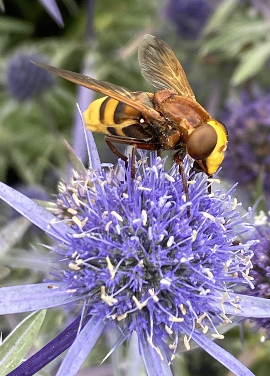 This is NOT an  #AsianHornet! It’s not even a #hornet! It’s a beautiful harmless #hoverfly. An important #pollinator. It doesn’t sting! It’s not a #wasp! no need to panic! Insects are a vital in the food chain. They are not pests! This beautiful creature is a Pal not a pest.