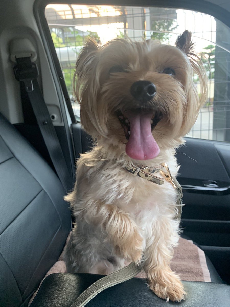 reeenreeen2's tweet photo. 7/27  愛知県日進市にて迷子犬保護しました。
警察に連れて行きましたが、届け出は出ていなかったため自宅で保護します。
1週間で届出がない場合保健所に引き渡すみたいなので。

ヨークシャテリアで首輪は迷彩です。

⚠️拡散希望です⚠️

#迷子犬
#日進市
#ヨークシャテリア
#拡散希望 https://t.co/dXiWOwCsO4