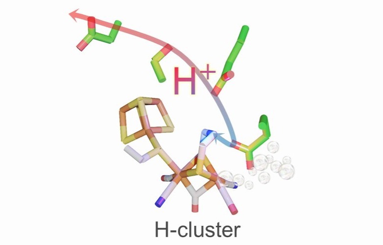 Check out my first first-author paper <a href="/ACSCatalysis/">ACS Catalysis</a> for my #PhD studies! ✨️

🙏 <a href="/Berggrenlab/">Berggren@UU</a> <a href="/MoritzSenger/">Moritz Senger</a> <a href="/HenrikLand1/">Henrik Land</a> <a href="/AfridiZamader/">Afridi Zamader 🇮🇳</a> Kaija,Ping &amp; Felix from <a href="/chem_angstrom/">Department of Chemistry - Ångström</a>!

Are the routes of H+ transfer universal across [FeFe] hydrogenase groups? 🤔

pubs.acs.org/doi/10.1021/ac…