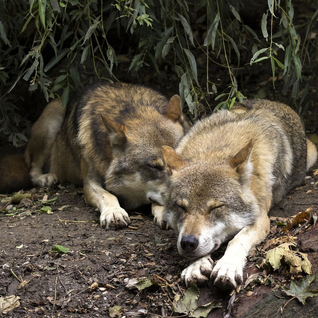 natuerlichjagd tweet media