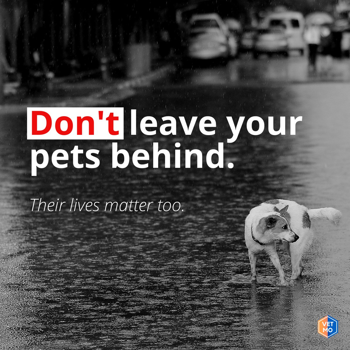 vetmoph's tweet photo. https://t.co/JILjPamo4D