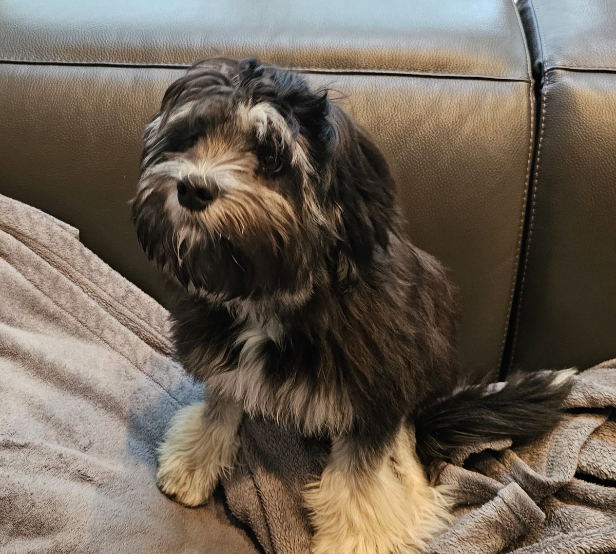 meforeman's tweet photo. @Phil_Sledge Bash, 27 weeks old. #löwchen #lowchen #littleliondog https://t.co/BHUZ5VUyPv