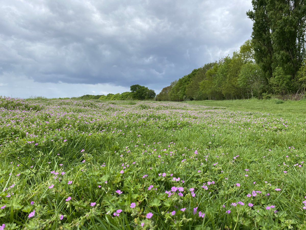vrw123's tweet photo. @_petermason Why do you persist in trying to make out much of Warren Farm is hard standing? It really is quite daft considering it looks like this… https://t.co/lvH2vdActl