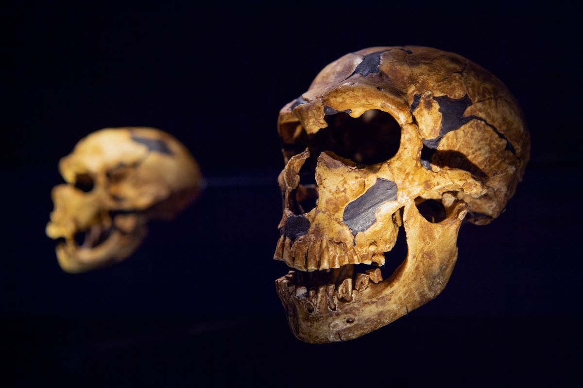 Musee_Homme's tweet photo. Les hypothèses sur les raisons de la disparition de #Néandertal sont nombreuses : mauvaise adaptation à son environnement, pandémie, changement climatique, conflits avec Homo sapiens… Quelle hypothèse est la plus probable ? 👉 https://t.co/5ixwkA2IGh https://t.co/1E0ulfDjj6