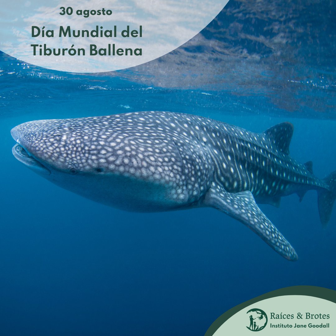 RaicesyBrotes's tweet photo. 🌊🦈 ¡Feliz #DíaMundialdelTiburónBallena! 🦈🌊
Hoy celebramos a uno de los gigantes más majestuosos del océano: el tiburón ballena, símbolo de la belleza y la importancia de la vida marina.

#RaícesYBrotes #CuidandoElPlaneta #biodiversidad #InstitutoJaneGoodall https://t.co/tY10HGPuJU