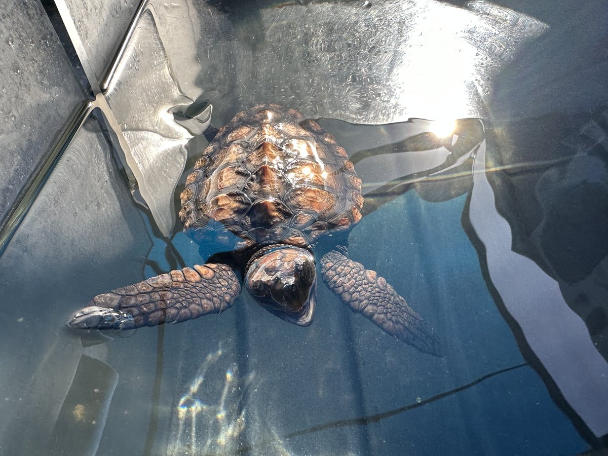 2OceansAquarium's tweet photo. Meet #34 and #35!🐢These #loggerheadturtle hatchlings in #rehabilitation are looking for adopters🩹Adopters get regular updates and an adoption certificate🐢 Your support means a lot to #34 and #35! #adoptaturtle: turtlerescue@aquariumfoundation.org.za🩵 #2oceansaquarium #turtle https://t.co/4C0MLuJz6o