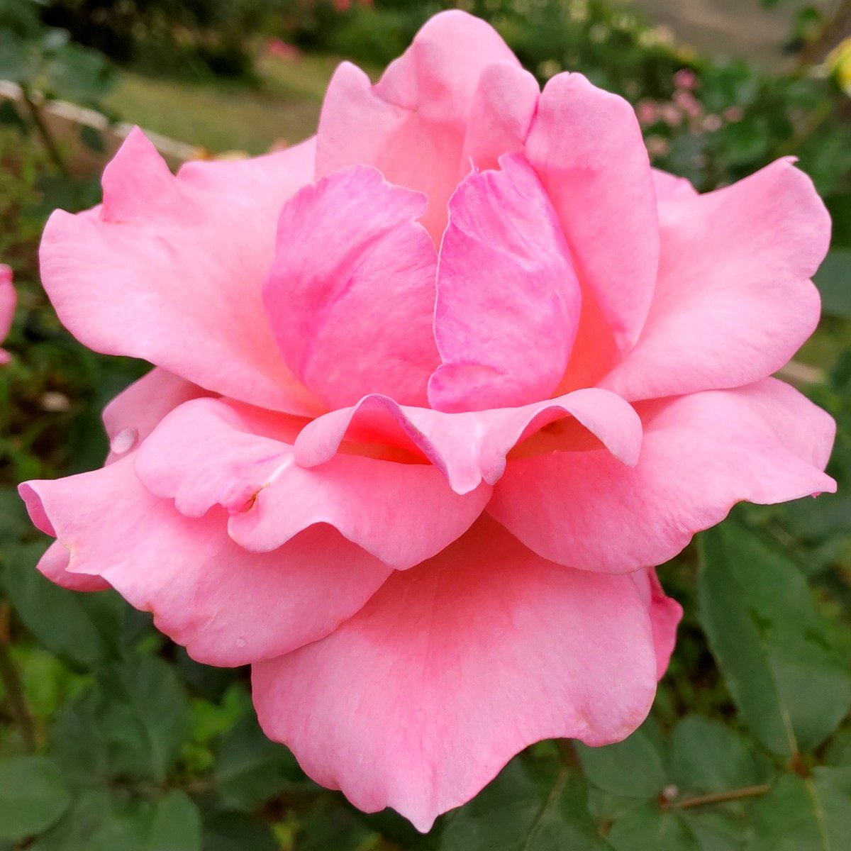 #花 0701 PHT23K