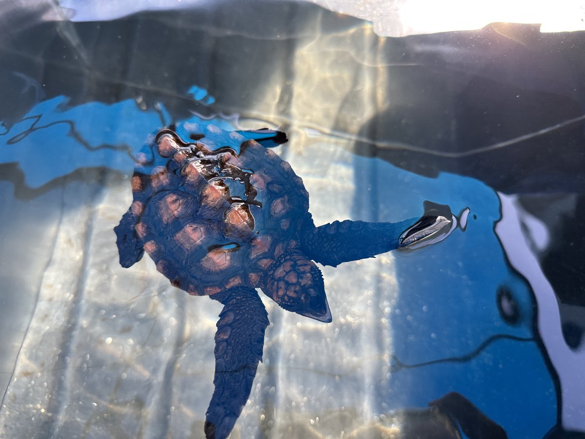 2OceansAquarium's tweet photo. Meet #34 and #35!🐢These #loggerheadturtle hatchlings in #rehabilitation are looking for adopters🩹Adopters get regular updates and an adoption certificate🐢 Your support means a lot to #34 and #35! #adoptaturtle: turtlerescue@aquariumfoundation.org.za🩵 #2oceansaquarium #turtle https://t.co/4C0MLuJz6o