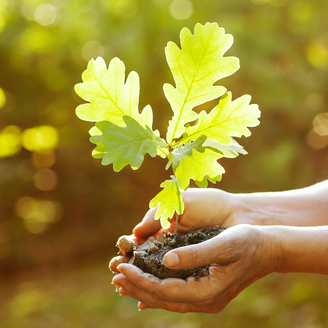 royal_forestry's tweet photo. The Royal Forestry Society urges employers and early-career foresters to support the next generation.
Read more: https://t.co/niGGisnx0k
#NextGeneration #FutureForesters #Apprenticeships #Research #DoThingsDifferently #HelpThemGrow https://t.co/EKQQPoc1aU