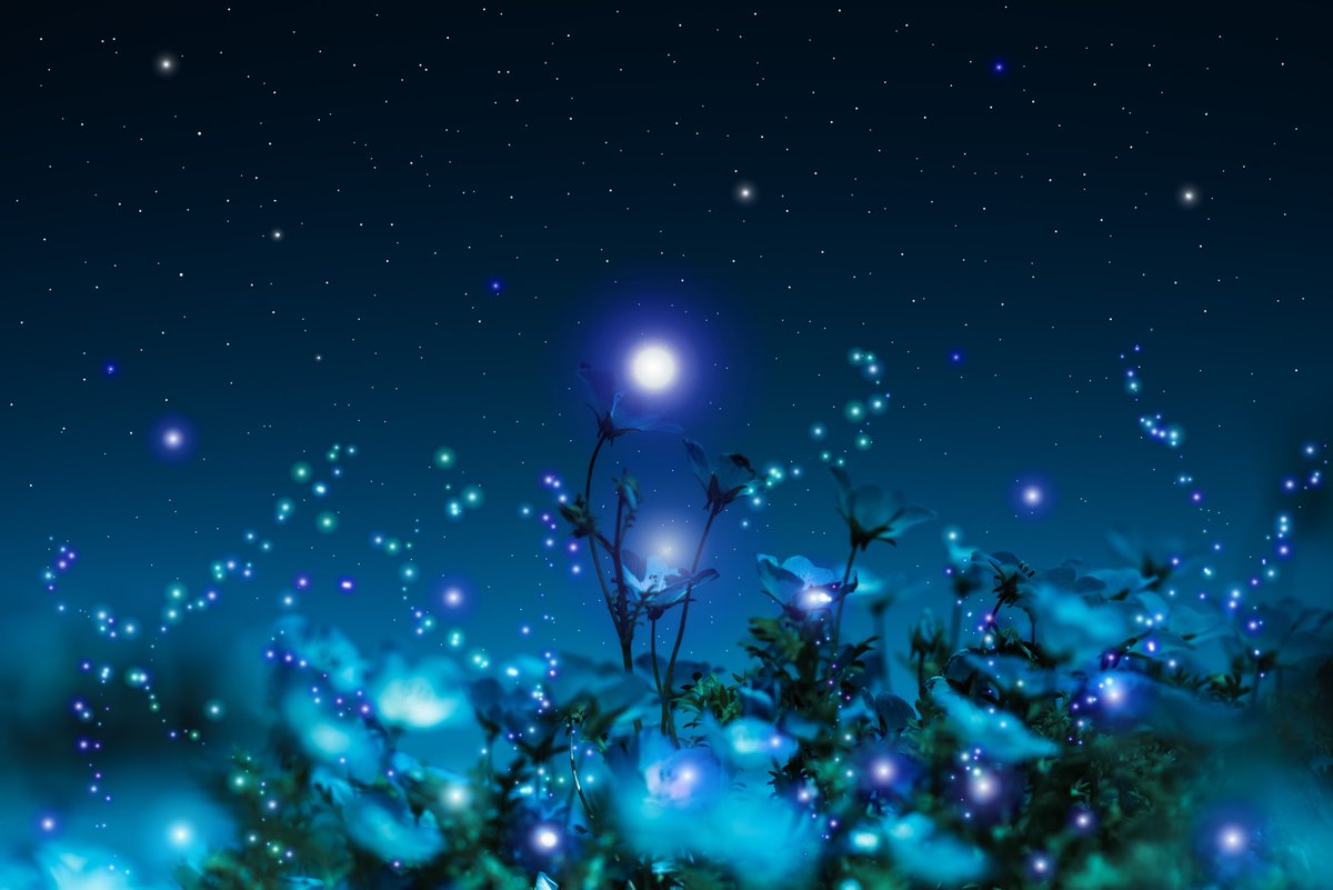 kiri__tsuki's tweet photo. 星になる時間。 https://t.co/MCsbZAlfz9