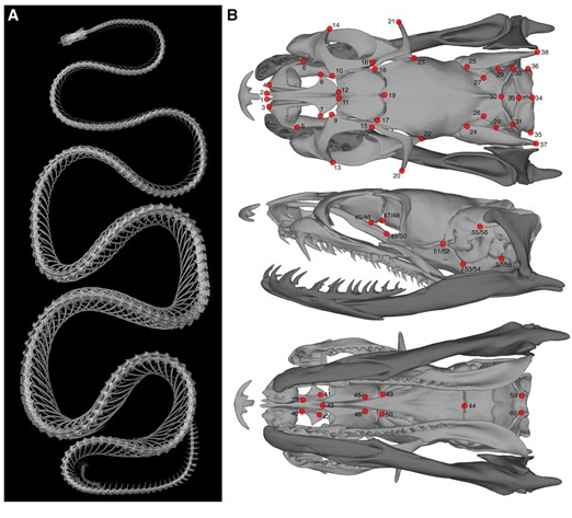 ICB_journal's tweet photo. Have a blast @DrEmSherratt and crew!
#ICVM2023 goers, don't miss Sheratt et al's
free read
#Heterochronic Shifts Mediate #Ecomorphological #Convergence in Skull Shape of #Microcephalic Sea #Snakes
Sherratt, Sanders, Watson, Hutchinson, Lee, Palci
https://t.co/IaNrIXN3CB https://t.co/SicNoMs0pl
