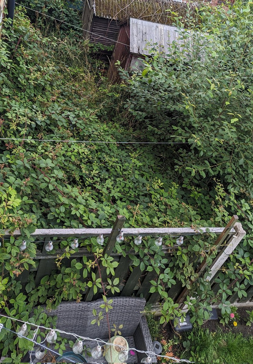 spandrew01709's tweet photo. @Alex_Stafford  Rotherham Council refusing to act on this. I'm inundated with rats! Told there's no legislation that can help. Local labour councillors also refuse help.  #help https://t.co/4BXo2RYPkL
