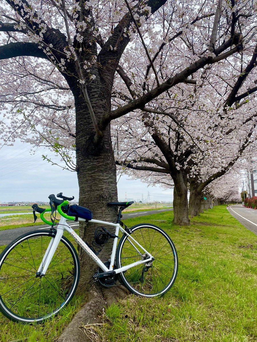 dogma_60sky's tweet photo. 【拡散希望】
友人のロードバイクが盗難に遭いました。
詳細は後ほどTweetします。

KhodaaBloom(コーダーブルーム)
FARNA 105 
サイズ465mm
ホワイト

無くなったのは矢野口駅周辺です。
自転車の聖地での窃盗、他人事ではないと思います。
ご協力よろしくお願い致します。

#拡散RT希望 
#拡散希望 https://t.co/WWjALaaHyK