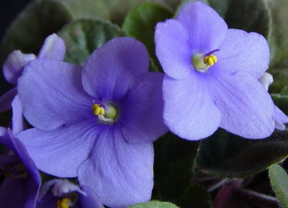 CidaZeeb's tweet photo. Beautiful African violets #SouthernBrazil #travel #nature #garden #ThePhotoHour #500pxrtg #photography #photographyeveryday #travelphotography #NaturePhotography https://t.co/qc33hcEP3B