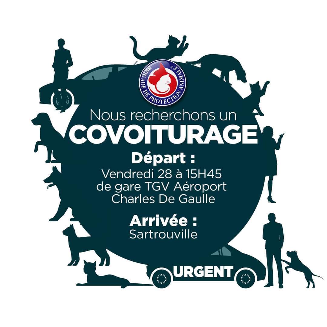 Brigade_BPA's tweet photo. 🆘 COVOITURAGE 🆘 
🏁 Gare TGV Roissy CDG (95) > Sartrouville (78)

Nous recherchons en urgence un covoiturage pour l’un de nos protégés ce vendredi :
🚗 Distance de trajet : 35 km 
🐶 Chien calme en voiture et affectueux 

Rendez-vous à 15h45 à la gare de Roissy CDG TGV. https://t.co/k5hTdLy3gE