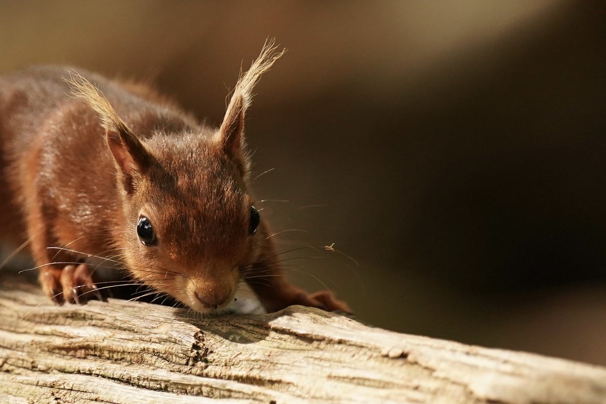 Red Squirrel ⁦⁦<a href="/nationaltrust/">National Trust</a>⁩ ⁦<a href="/BrownseaNT/">Brownsea Island</a>⁩