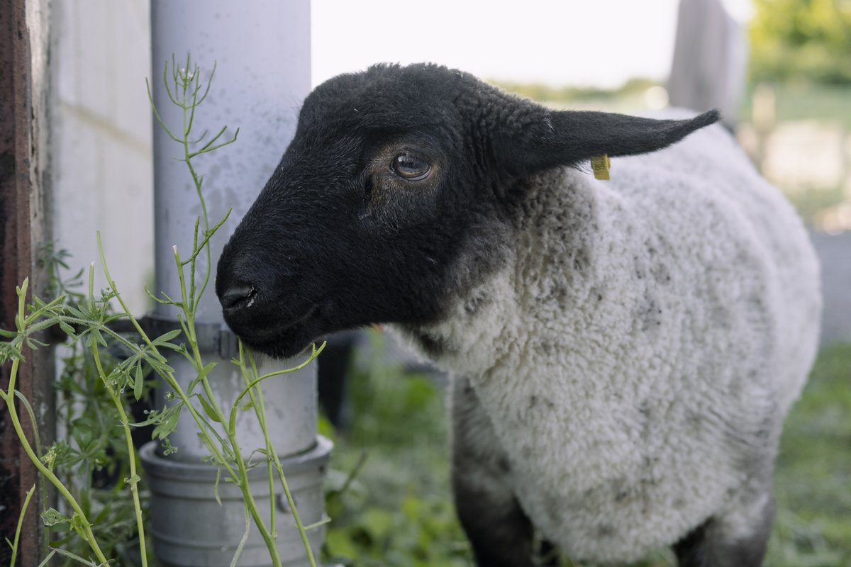 AmeenaRojee's tweet photo. It's the last chance to see my exhibition Rural Croydon at #ThorntonHeathLibrary! You can catch its last days on Saturday 29th and Monday 31st 🐑
See more from the project: https://t.co/ggHLJIPV0O
#croydonrural #thisiscroydon #londonboroughofculture https://t.co/GjfzZhqSZC