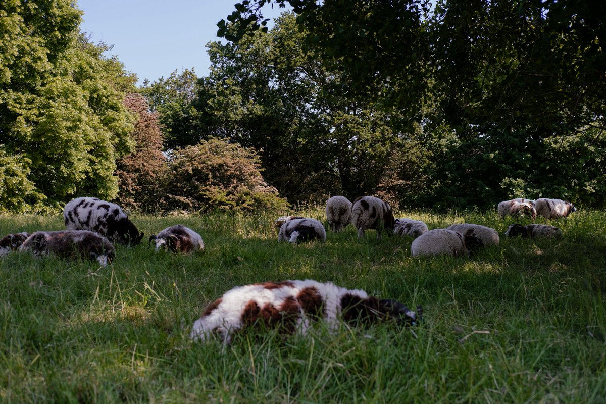 AmeenaRojee's tweet photo. It's the last chance to see my exhibition Rural Croydon at #ThorntonHeathLibrary! You can catch its last days on Saturday 29th and Monday 31st 🐑
See more from the project: https://t.co/ggHLJIPV0O
#croydonrural #thisiscroydon #londonboroughofculture https://t.co/GjfzZhqSZC