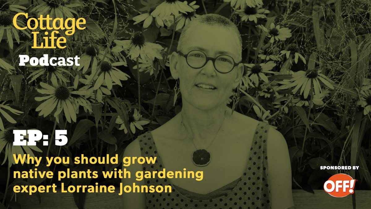 Want your cottage garden to thrive? Gardening expert Lorraine Johnson shares why native plants may be the answer on this week's episode of the Cottage Life Podcast. Listen now: buff.ly/3rqtSbh 
#CLPodcast