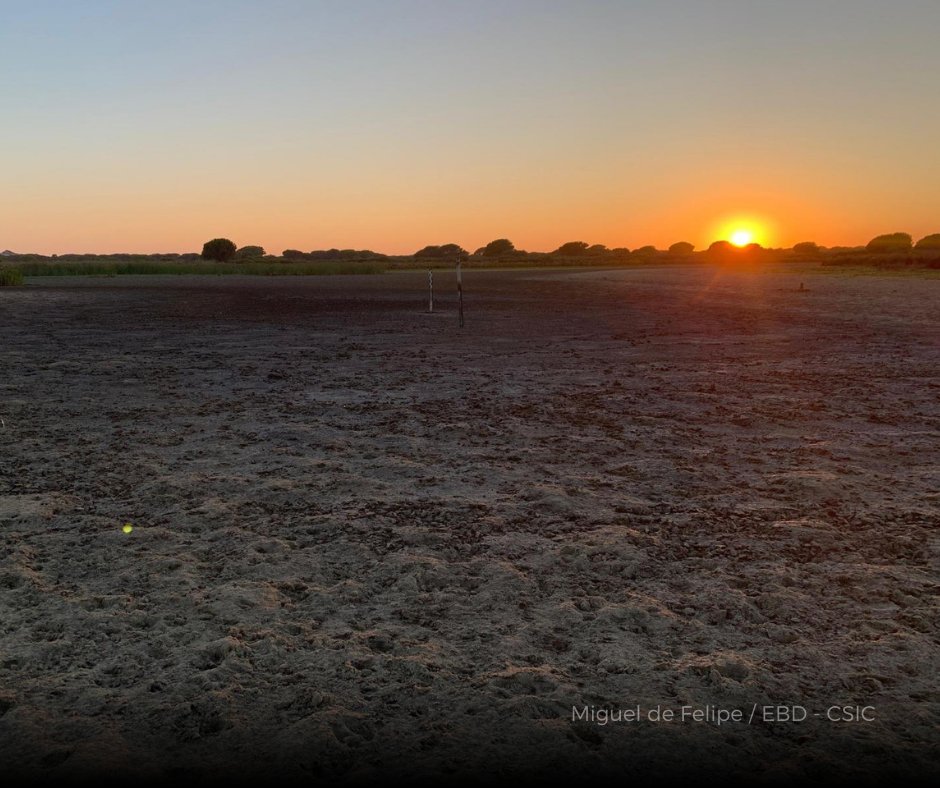ebdonana's tweet photo. Seguimos atestiguando la grave situación de #Doñana.

La laguna Dulce, considerada permanente, ya se ha secado. Esta imagen es la antesala de lo que ocurrirá en unos días, cuando Santa Olalla, la más grande del espacio natural, se seque por primera vez en dos años consecutivos. https://t.co/oqGbAZhivW