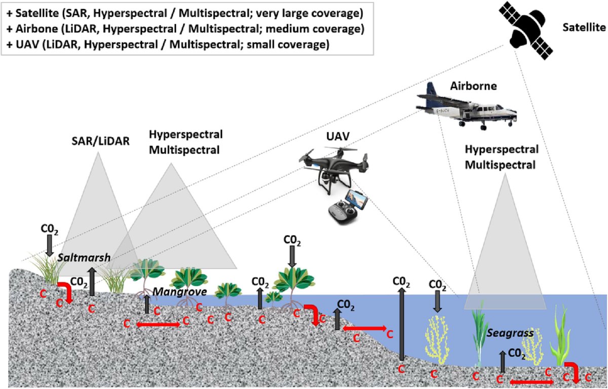 A new paper discusses the technological advances in the spatial imaging & machine learning in quantifying #BlueCarbon ecosystems, describing the limitations & future potential uses of data fusion in using remote sensing for these key coastal ecosystems. loom.ly/xyO1auk