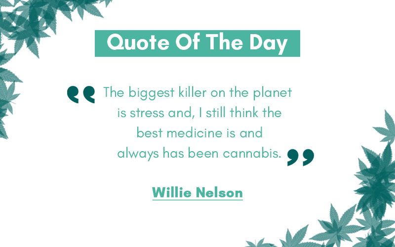 For more quotes like this , Please visit GreenPot MD : greenpotmd.com #thcfree #cbd #medical #marijuana #seeds #plantingseeds #cannabis