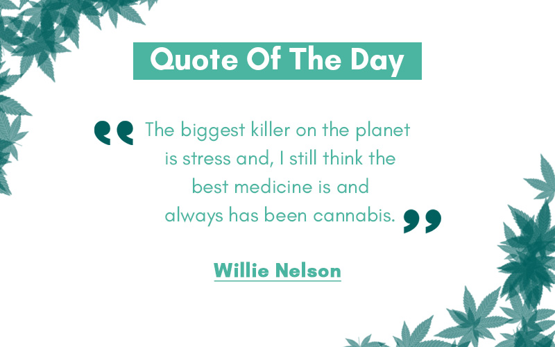 Sophiacarter192's tweet image. For more quotes like this , Please visit GreenPot MD : greenpotmd.com #thcfree #cbd #medical #marijuana #seeds #plantingseeds #cannabis