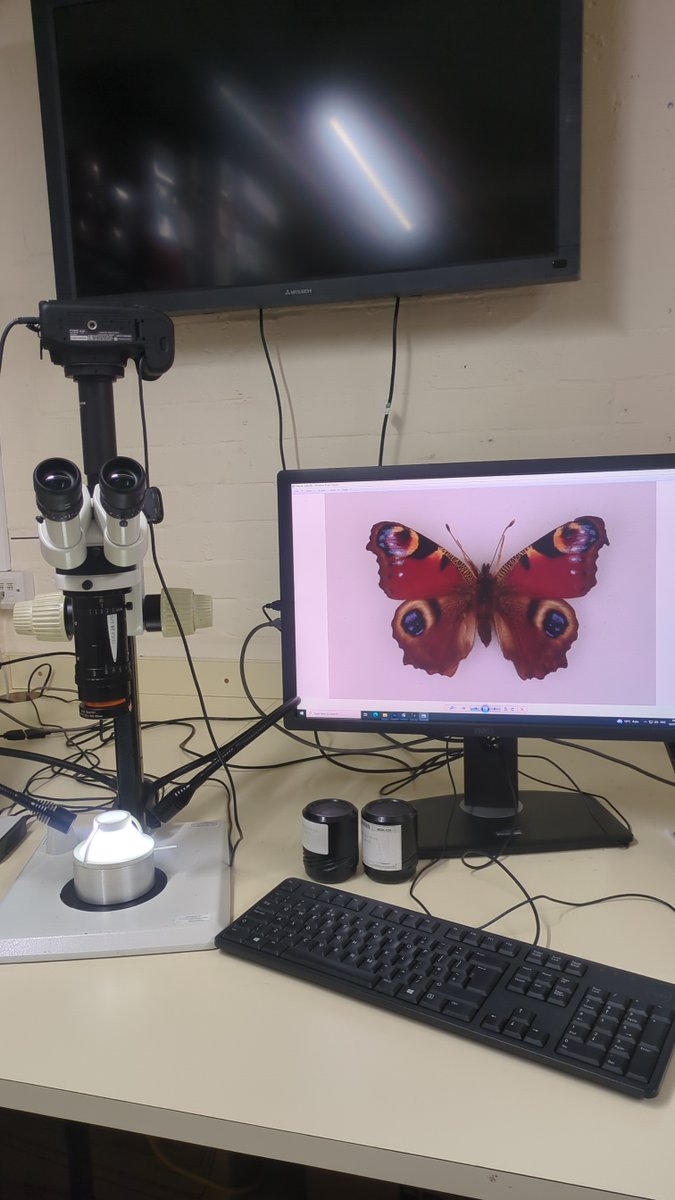 CardiffCurator's tweet photo. I am a Natural History student at @UniSouthWales and as part of a 6-week summer placement with @Museum_Cardiff, I have learnt how to display, label, image, and store Insect specimens
#ThursdaysMiniMarvel
#insect #nature #wildlife #entomology
#pryfed #bywydgwyllt #natur #minibeast https://t.co/385xb4Koeb