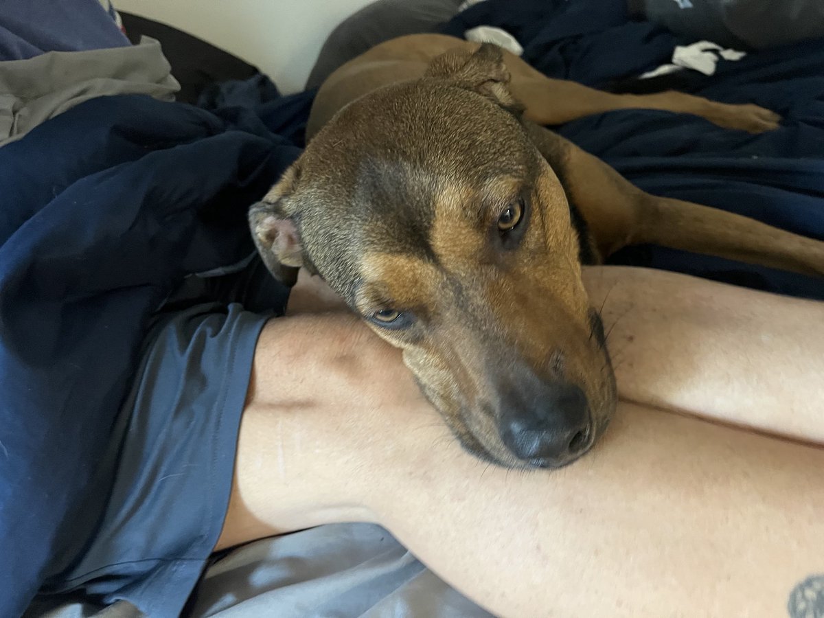 Good morning all. Jules doesn’t want to get up. Have a great day.