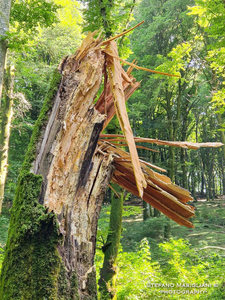 La giornata di ieri è stata caratterizzata da raffiche di vento e bombe d'acqua che hanno colpito la nostra amata #Tuscia. Pioggia, grandine, negozi allagati, #alberi spezzati.
#StefanoMariglianiPhotography
.
#faggeta #tuscia #viterbo #lazio #tree #wood #beechtree #beechwood