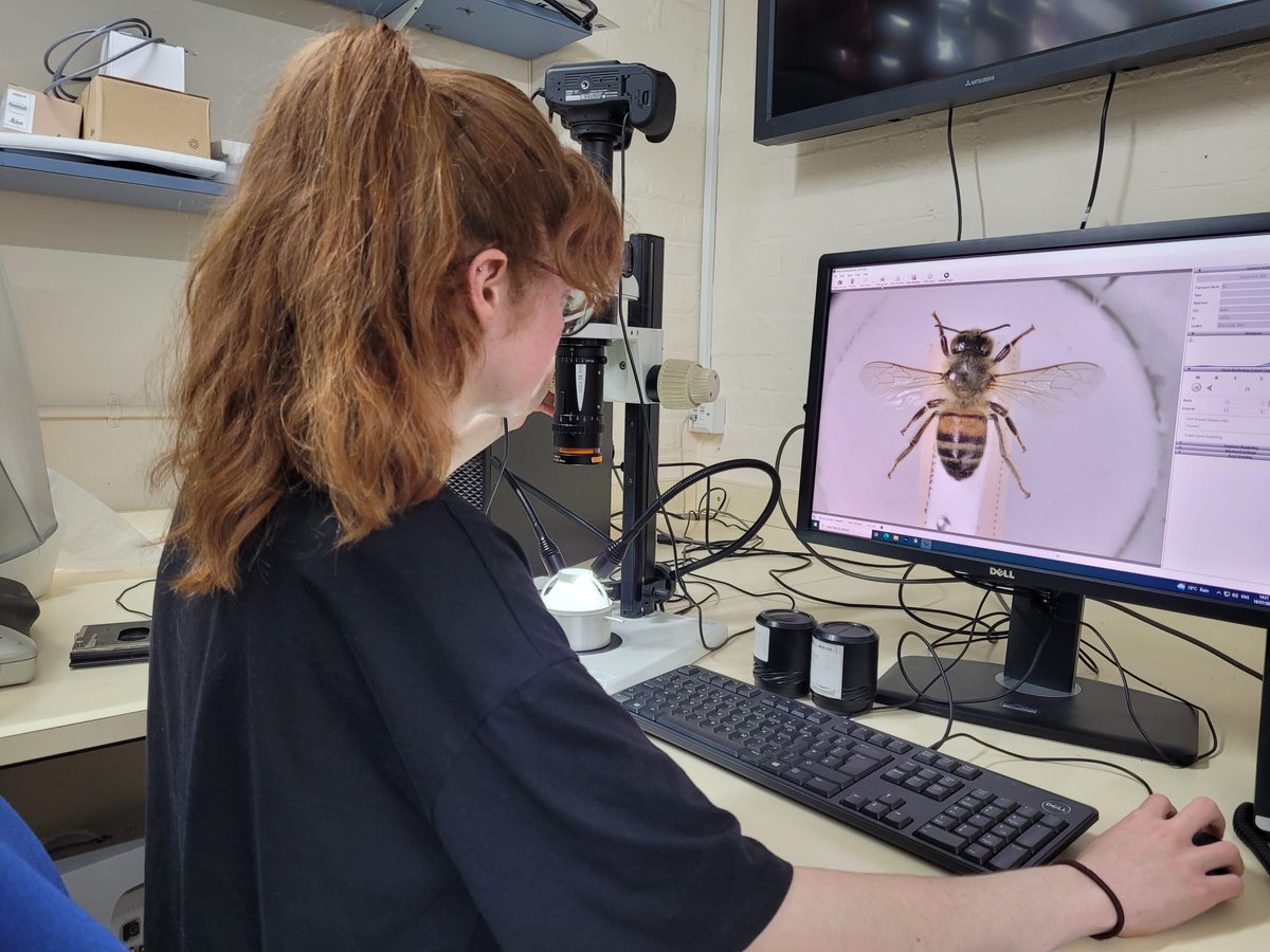 CardiffCurator's tweet photo. I am a Natural History student at @UniSouthWales and as part of a 6-week summer placement with @Museum_Cardiff, I have learnt how to display, label, image, and store Insect specimens
#ThursdaysMiniMarvel
#insect #nature #wildlife #entomology
#pryfed #bywydgwyllt #natur #minibeast https://t.co/385xb4Koeb