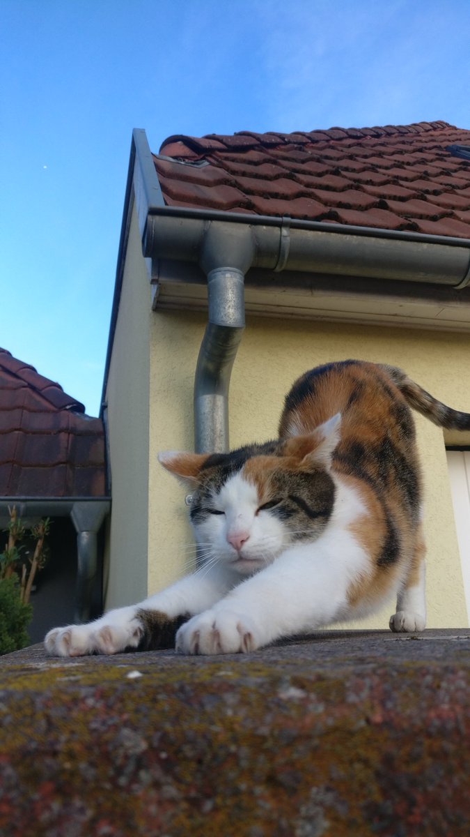 Ora de yoga 🩵 #catsoftwitterx