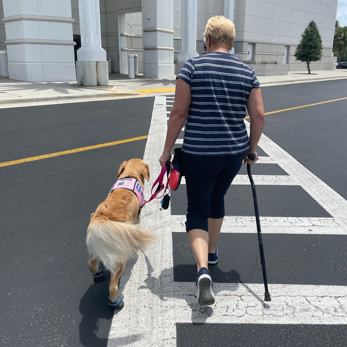 Valor Service Dogs tweet media