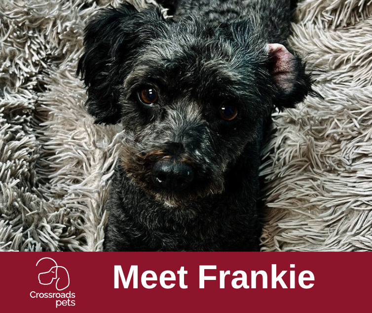 CrossRdsCampus's tweet photo. Adopt Frankie, a 4-year-old neutered male.
He loves to cuddle as much as he enjoys playing with toys. He enjoys walks and is happy to lead the way on your next adventure! Frankie is perfect!
#adoptdontshop #dog #dogs #dogsofnashville #pets #happypets #love #tbt #615 https://t.co/q3lxLH5ZUM