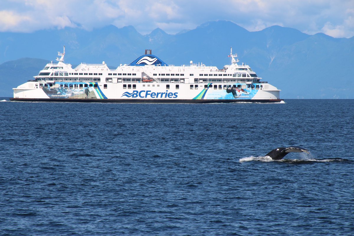 The__Ninjas's tweet photo. @BCFerries please be more considerate when photobombing  :) https://t.co/AgNE60SJXO