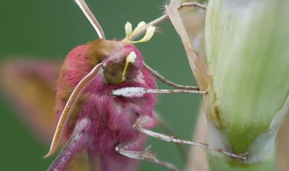 Here's a #moth fact - Did you know that moths are more efficient pollinators than bees? Photo shows a hawkmoth with orchid pollen attached to head. Photos: A. Day,  J. Webbinton, tinyurl.com/mpntmmzf; Pollination study: tinyurl.com/42xzvcee #NationalMothWeek #MothWeek