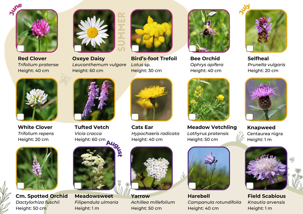 Looking for a nature activity to try this #WalesNatureWeek? Why not try find go on the hunt for some for some wonderful wildflowers with our free spotter sheet? Let us know how many you can find 🔍