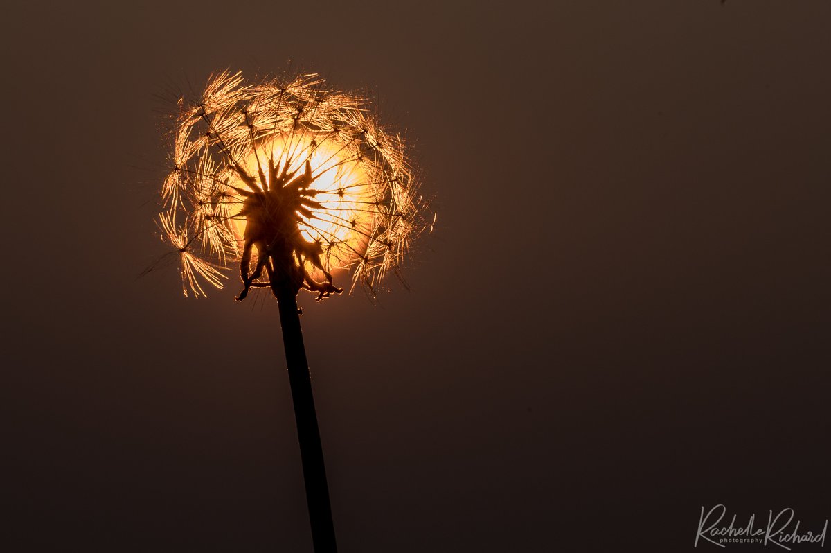 rachrichphoto's tweet photo. One little dandelion on my lawn called for its own photoshoot. Here's to wishing for more beauty summer nights!
 #thephotohour #shareyourweather #sunset #Kawarthalakes #sunsetsofcanada #dandelion #sun @KMacTWN https://t.co/74ahyphvVn