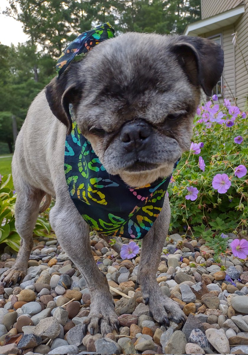 #ThrowbackThursday Enjoying my senior days as a floof inspector💜🌸. Life was so good! Ya know,up on the rainbow bridge every floof is perfect! Happy Thursday friends! Love, Angel Mushu😇 #puglife #memories #otrb #dogsoftwitter #seniordogs #FloofHeadsClub #Flowers #thursdayvibes