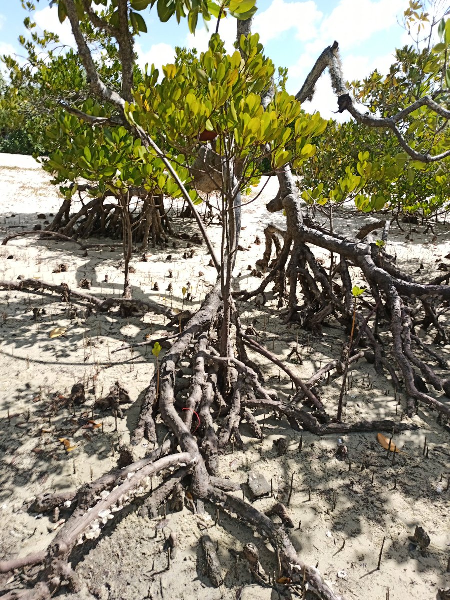 KCCGP_'s tweet photo. On #MangroveDay &amp; every day, join #KCCGP #GroWithUs to protect these fragile ecosystems  #60MillionMangroves @inamohaa
@BandaRoberts @Muiruriliz1 @RonnyBoy007 @hannipher @JoanMagoma @chekinancy https://t.co/rVWm2OVNWc